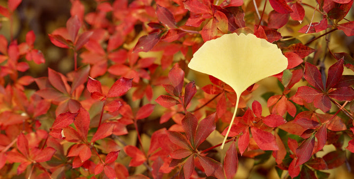 Appree Korea - Sticky Notes - Yellow Ginkgo Leaf (Large Pack)