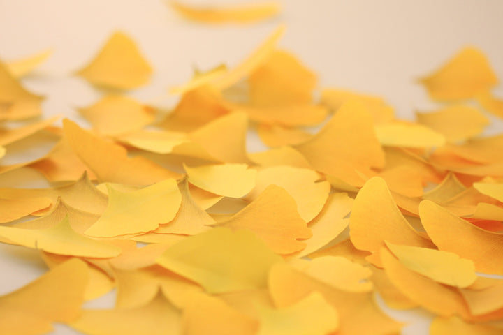 Appree Korea - Sticky Notes - Yellow Ginkgo Leaf (Large Pack)