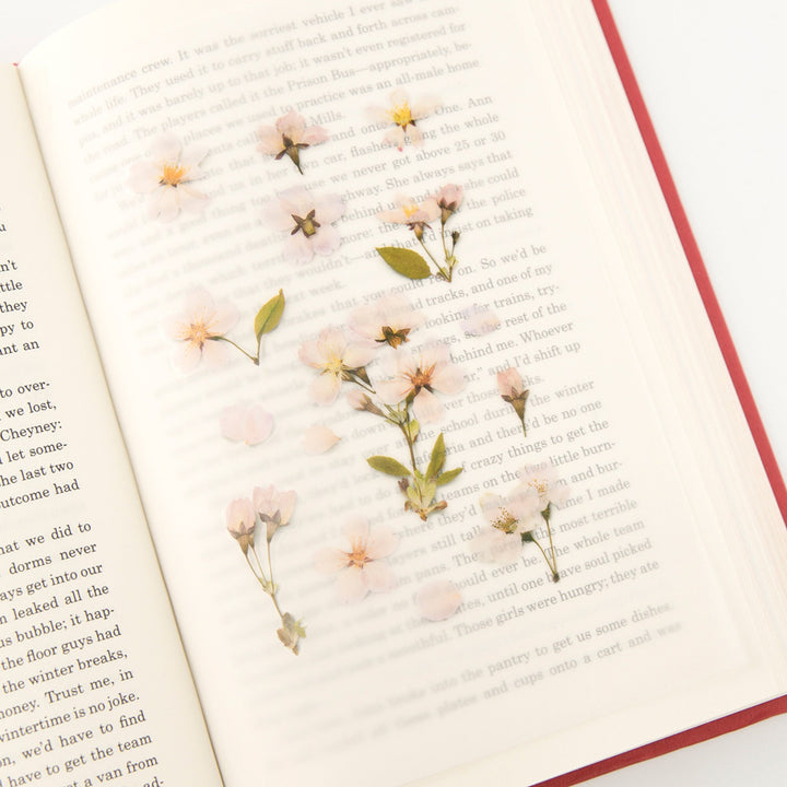 Appree Korea - Pressed Flower Stickers - Cherry Blossom