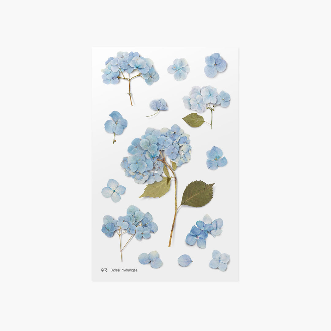 Appree Korea - Pressed Flower Stickers - Hydrangea