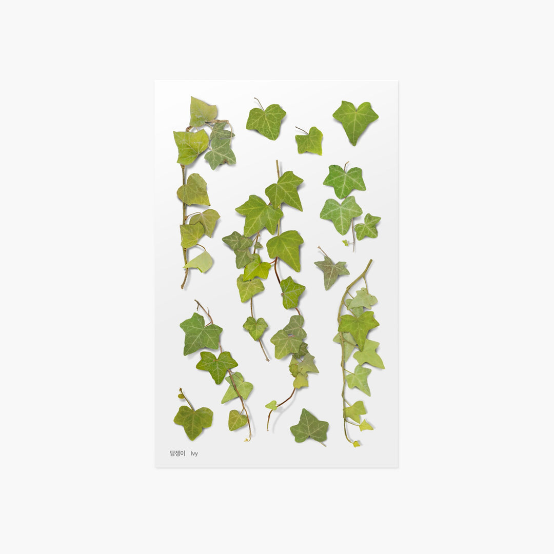 Appree Korea - Pressed Flower Stickers - Ivy