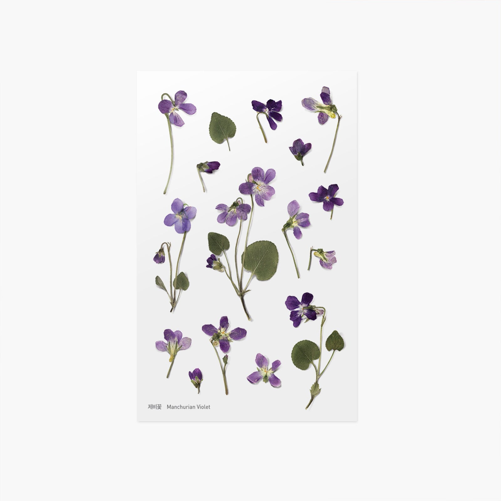 Appree Korea - Pressed Flower Stickers - Manchurian Violet
