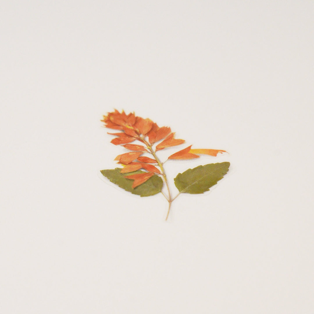 Appree Korea - Pressed Flower Stickers - Salvia