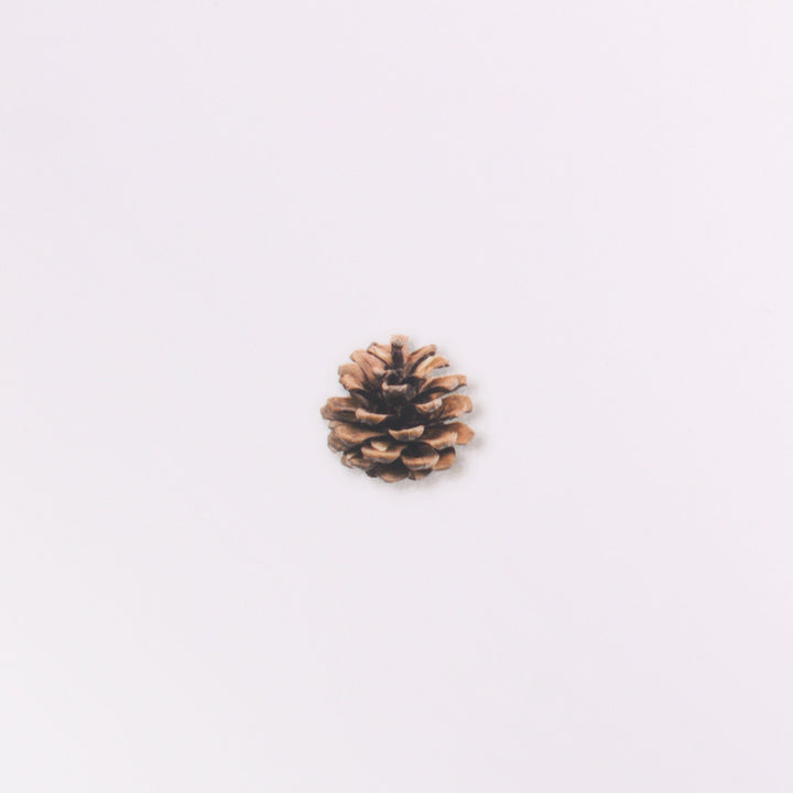 Appree Korea - Nature Stickers - Pine