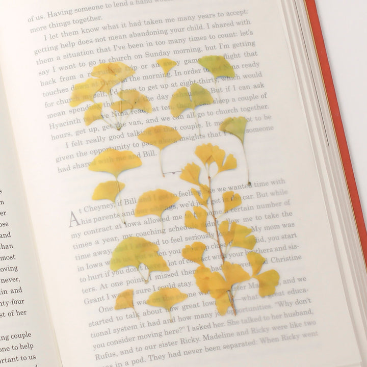 Appree Korea - Pressed Flower Stickers - Ginkgo